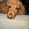 dog, curly_hair, close_up, indoor, resting, couch, pet, animal, canine, brown, fur, snout, face, portrait, cozy, texture, relaxed, eyes, home, companion