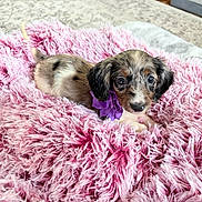 Coco is registered to the contest to win money with this photo: adorable, animal, blanket, comfort, cozy, cute, dog, fluffy, fur, indoor, lying_down, pet, pink, portrait, puppy, purple_collar, resting, small, soft_texture, young