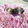 adorable, animal, blanket, comfort, cozy, cute, dog, fluffy, fur, indoor, lying_down, pet, pink, portrait, puppy, purple_collar, resting, small, soft_texture, young