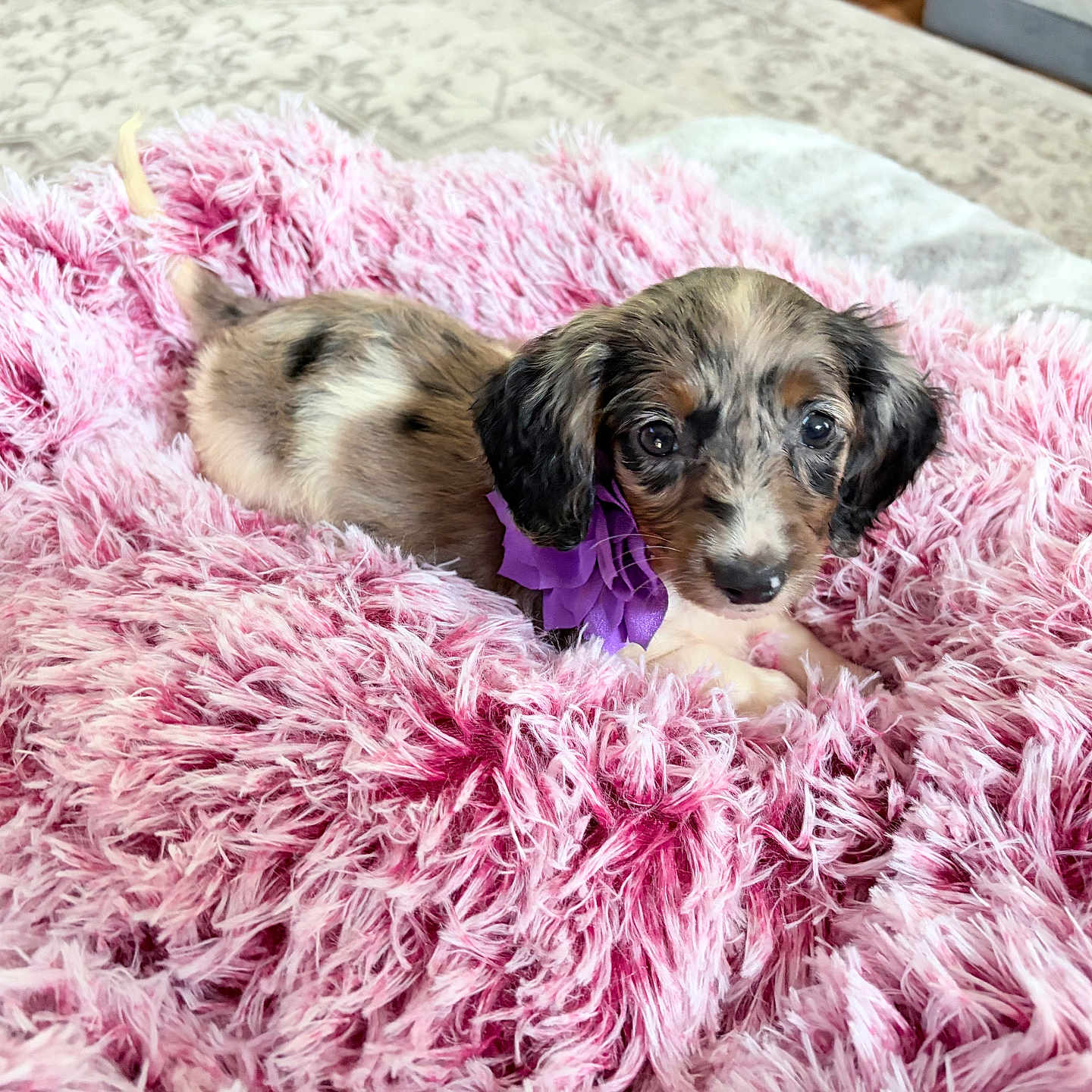 Coco