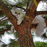 Jade participe au concours pour gagner de l'argent avec cette photo : cat, tree, branch, pine_tree, fur, white_cat, animal, pet, outdoor, nature, relaxing, fluffy, wildlife, greenery, leaves, pine_needles, mammal, curious, resting, closeup