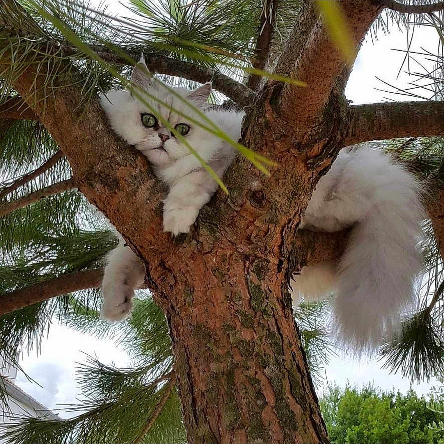 Jade participe au concours pour gagner de l'argent avec cette photo : animal, branch, cat, closeup, curious, fluffy, fur, greenery, leaves, mammal, nature, outdoor, pet, pine_needles, pine_tree, relaxing, resting, tree, white_cat, wildlife