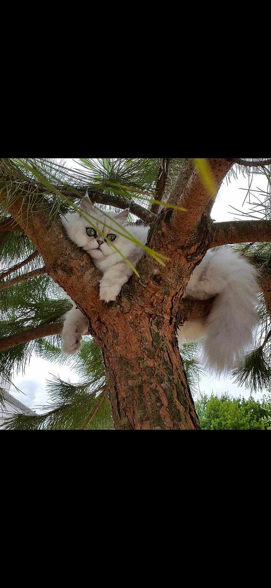 Jade participe au concours pour gagner de l'argent avec cette photo : cat, tree, branch, pine_tree, fur, white_cat, animal, pet, outdoor, nature, relaxing, fluffy, wildlife, greenery, leaves, pine_needles, mammal, curious, resting, closeup