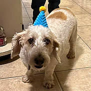 Max joined the competition — help win amazing prizes! dog, party_hat, indoor, tile_floor, pet, small_dog, brown_and_white, curious, fur, animal, companion, household, legs, floor, domestic, cute, playful, canine, standing, celebration