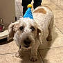 dog, party_hat, indoor, tile_floor, pet, small_dog, brown_and_white, curious, fur, animal, companion, household, legs, floor, domestic, cute, playful, canine, standing, celebration