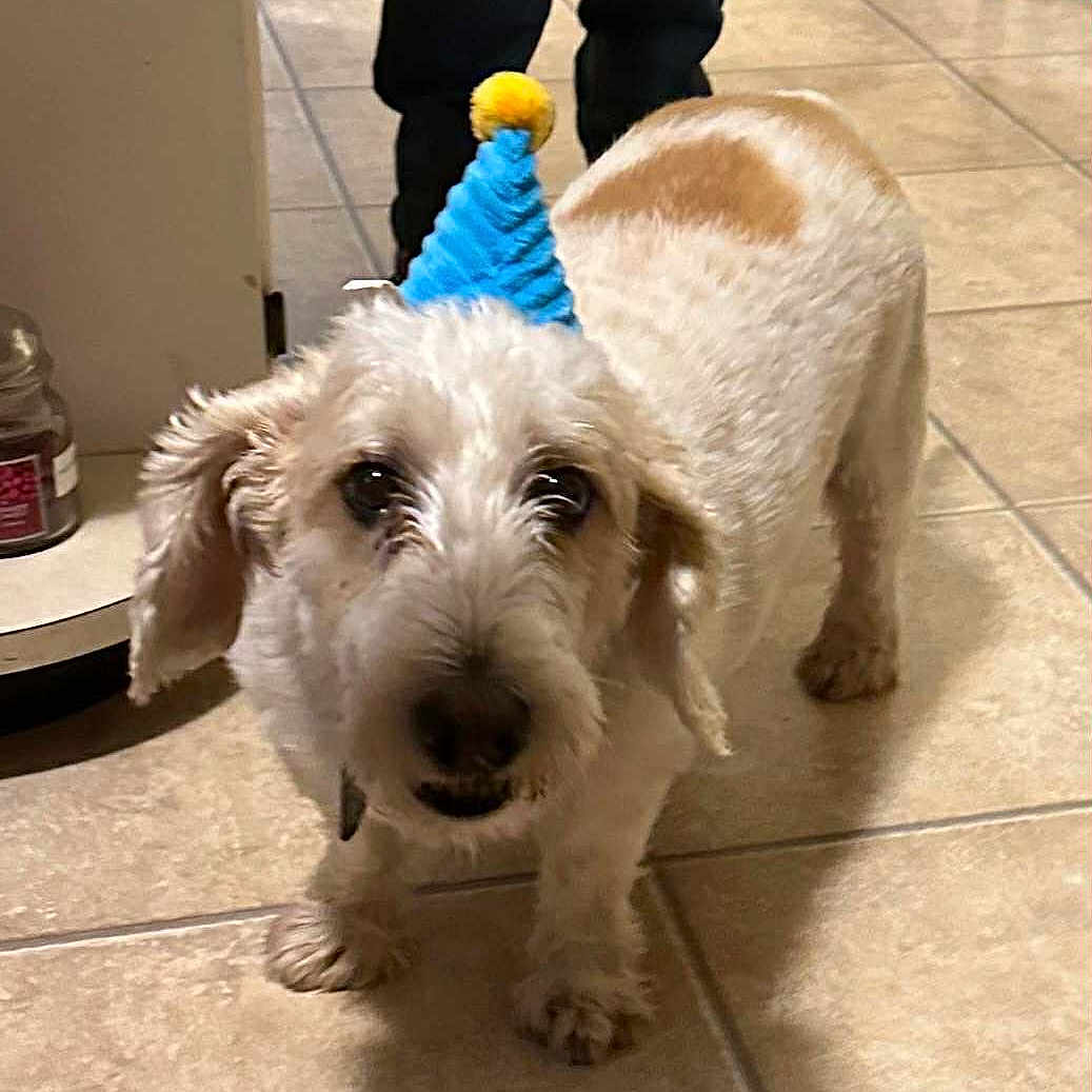 Max joined the competition — help win amazing prizes! animal, brown_and_white, canine, celebration, companion, curious, cute, dog, domestic, floor, fur, household, indoor, legs, party_hat, pet, playful, small_dog, standing, tile_floor