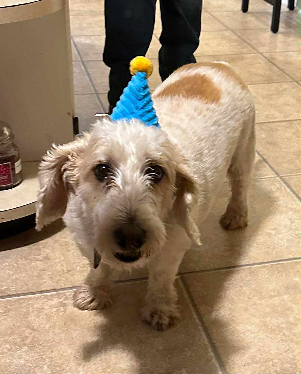 Max joined the competition — help win amazing prizes! dog, party_hat, indoor, tile_floor, pet, small_dog, brown_and_white, curious, fur, animal, companion, household, legs, floor, domestic, cute, playful, canine, standing, celebration