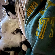 Babycat is registered to the contest to win money with this photo: cat, black_and_white_cat, fluffy, long_hair, pet, animal, lying_down, sleeping, relaxed, belly_up, paws, whiskers, pink_nose, indoors, bed, blanket, cozy, portrait, close_up, soft_lighting