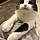 Babycat