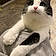 Babycat