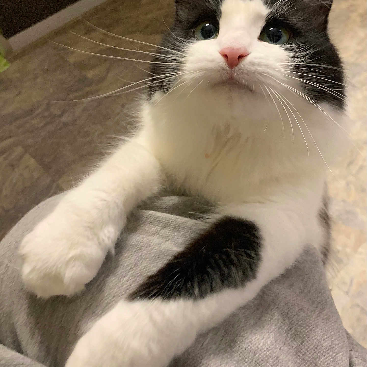 Babycat