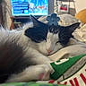 Babycat joined the competition — help win amazing prizes! cat, black_and_white, sleeping, pet, animal, close_up, fur, whiskers, ears, nose, bed, blanket, bedroom, cozy, indoors, relaxed, resting, television, bookshelf, home
