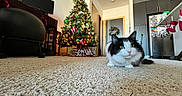 Babycat is registered to the contest to win money with this photo: cat, black_and_white_cat, pet, animal, christmas_tree, christmas, holiday, ornaments, lights, living_room, kitchen, carpet, indoor, portrait, sitting, fluffy, green_eyes, pink_nose, home, festive