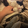 Babycat joined the competition — help win amazing prizes! cat, black_and_white, fluffy, longhaired, pet, animal, belly_rub, paw, pink_nose, whiskers, relaxed, playful, sleeping, bed, blanket, bedding, bedroom, hand, cuddling, indoor