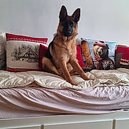 Ades a rejoint le concours — aidez-le/la à gagner de superbes lots ! bear_pillow, bed, blanket, couch, cozy, decor, dog, ears, fur, furniture, german_shepherd, home_interior, living_room, paws, pet, pillow, pillows, portrait, sitting, wall