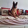 bear_pillow, bed, blanket, couch, cozy, decor, dog, ears, fur, furniture, german_shepherd, home_interior, living_room, paws, pet, pillow, pillows, portrait, sitting, wall