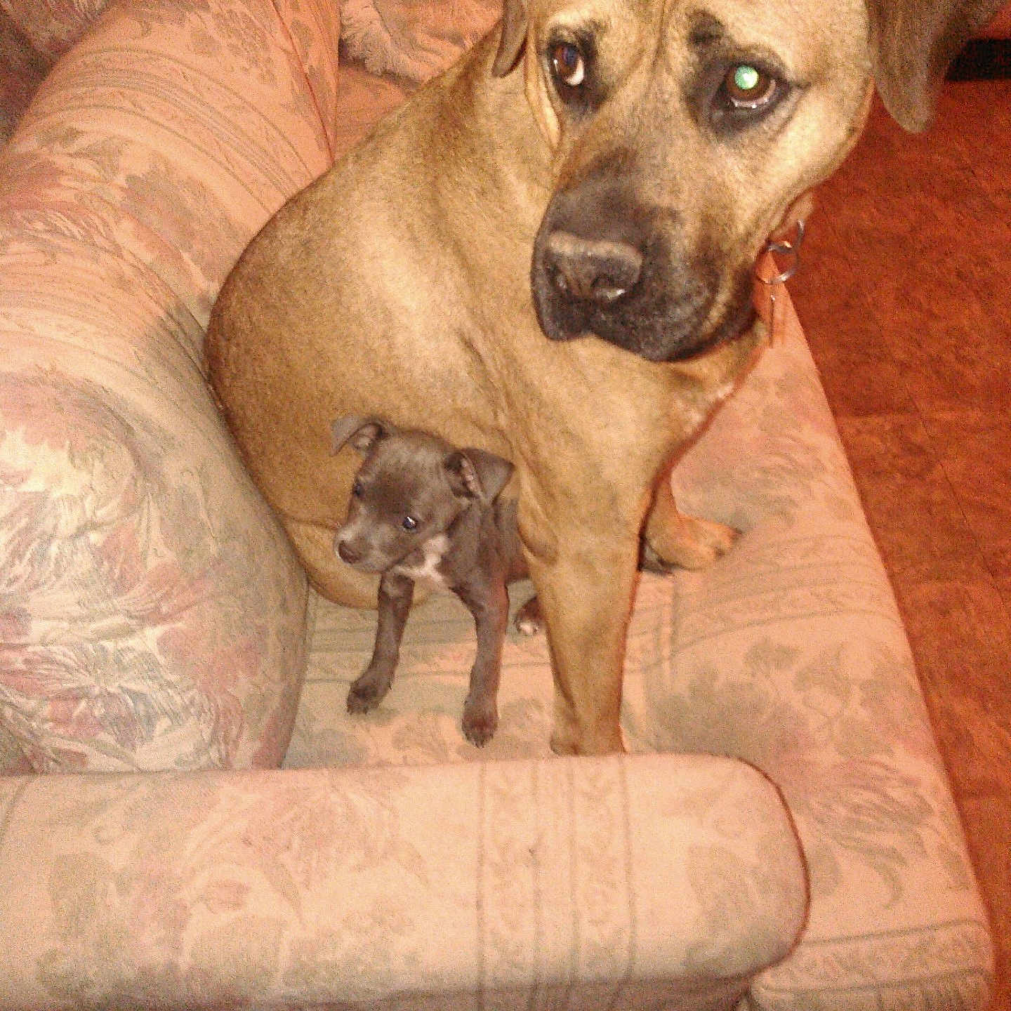 Stella And T-Bone is registered to the contest to win money with this photo: brown_dog, close_up, collar, companionship, couch, dog, fabric_pattern, household, indoor, large_dog, living_room, parent_and_puppy, pet, protective_pose, puppy, sitting, small_dog, sofa, tan_coat, tiny_puppy