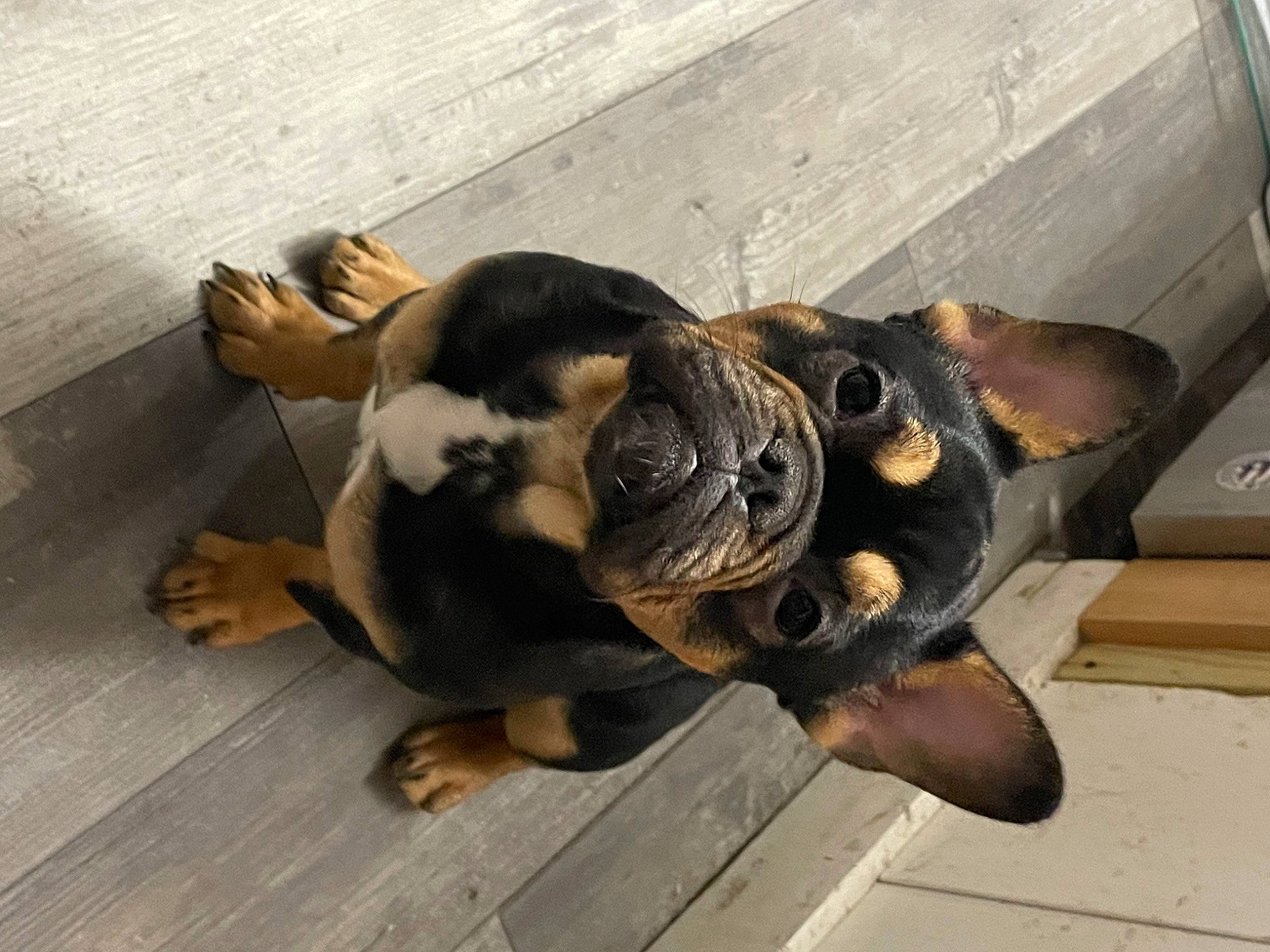 Lolo is registered to the contest to win money with this photo: bulldog, carnivore, companion_dog, dog, dog_breed, eye, fawn, flooring, guard_dog, molosser, paw, snout, sporting_group, street_dog, tail, terrestrial_animal, toy_dog, whiskers, wood, working_animal