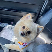 Cash joined the competition — help win amazing prizes! dog, pomeranian, bandana, car_interior, car_seat, seatbelt, sunlight, pet, cute, fluffy, animal, domestic_animal, looking_up, portrait, sitting, adorable, indoor, vehicle, canine, pet_accessory