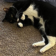 Cyan joined the competition — help win amazing prizes! animal, black_and_white, blanket, carpet, cat, cozy, curled_up, cute, feline, fur, home, indoor, looking, lying_down, paws, pet, relaxed, resting, tuxedo_cat, whiskers