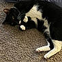 animal, black_and_white, blanket, carpet, cat, cozy, curled_up, cute, feline, fur, home, indoor, looking, lying_down, paws, pet, relaxed, resting, tuxedo_cat, whiskers