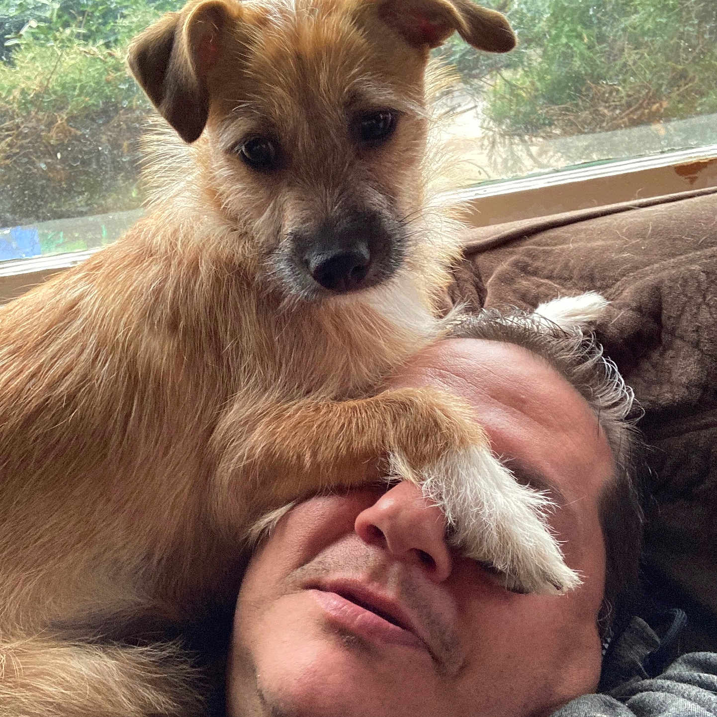 Missy joined the competition — help win amazing prizes! accessories, animal, baby, canine, couch, cushion, dog, face, furniture, glasses, head, homedecor, person, pet, photography, plant, portrait, puppy, selfie, sleeping