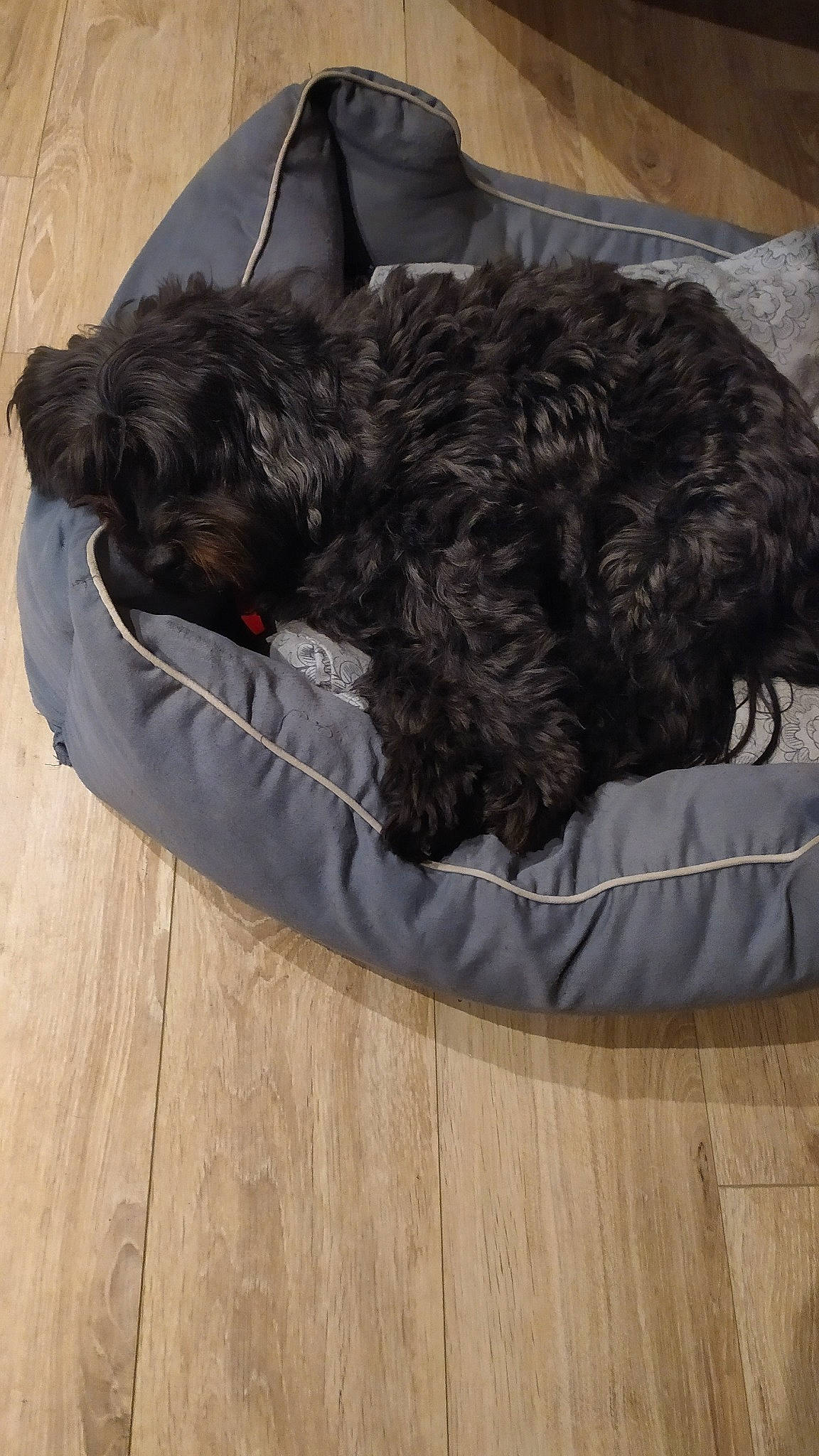 Gounie a rejoint le concours — aidez-le/la à gagner de superbes lots ! affenpinscher, bolonka, canidae, carnivore, cavapoo, cockapoo, companion_dog, dog, dog_bed, dog_breed, fur, portuguese_water_dog, puppy, schnoodle, sporting_group, tail, terrier