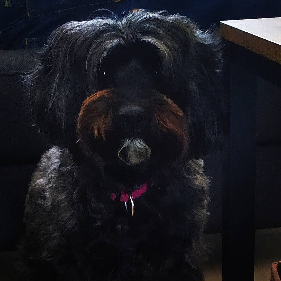 Gounie a rejoint le concours — aidez-le/la à gagner de superbes lots ! affenpinscher, black_russian_terrier, bolonka, briard, canidae, cao_da_serra_de_aires, carnivore, catalan_sheepdog, cavapoo, cockapoo, dog, dog_breed, labradoodle, mammal, rare_breed_dog, schnoodle, sporting_group, terrier, tibetan_terrier, vertebrate