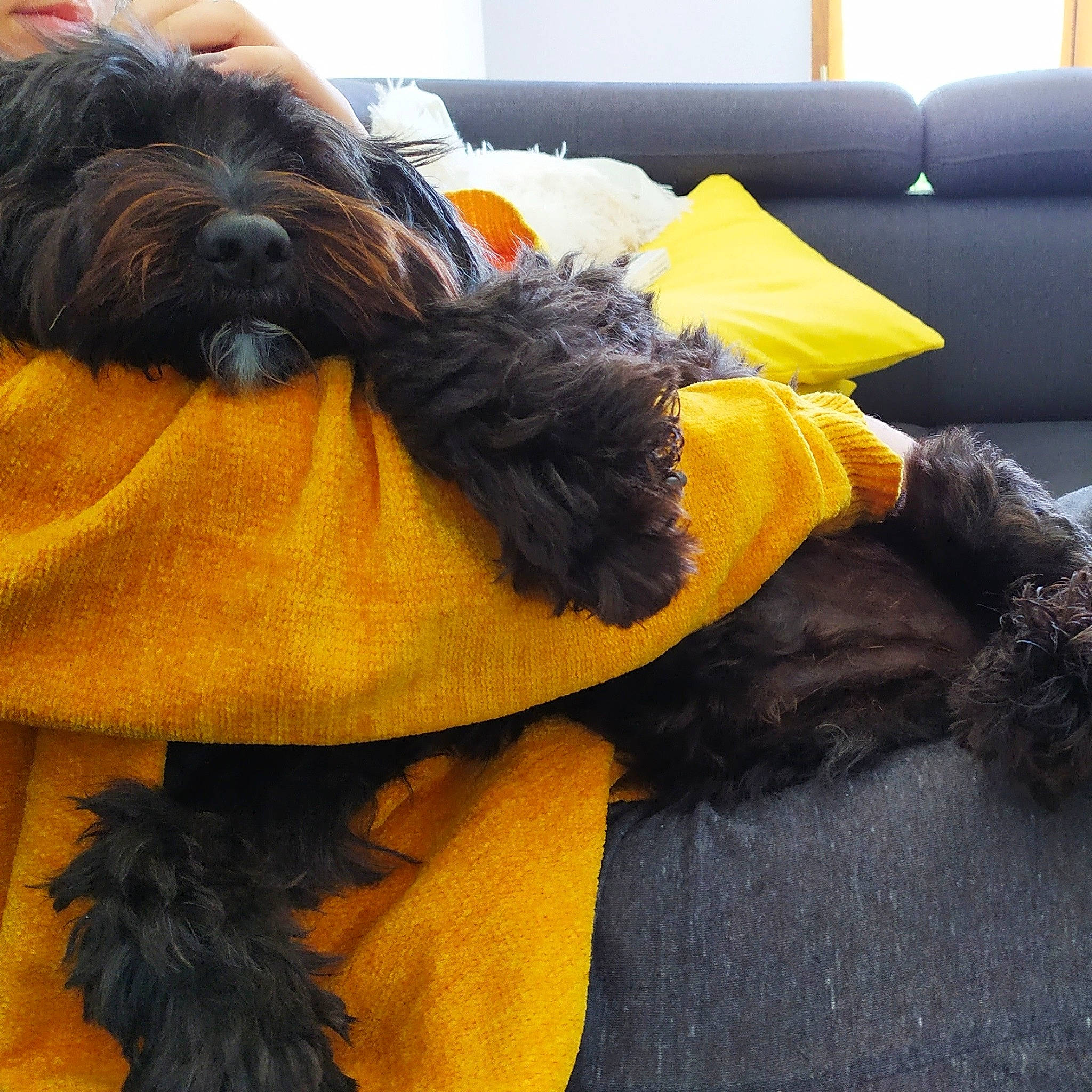 Gounie participe au concours pour gagner de l'argent avec cette photo : affenpinscher, briard, canidae, carnivore, cavapoo, companion_dog, dog, dog_breed, dog_clothes, fur, lhasa_apso, miniature_schnauzer, puppy, shih_tzu, sporting_group, terrier, yellow