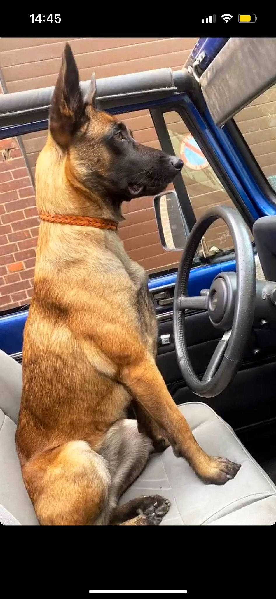 Daisy a rejoint le concours — aidez-le/la à gagner de superbes lots ! auto_part, automotive_exterior, automotive_mirror, car, carnivore, center_console, collar, companion_dog, dog, dog_breed, dog_collar, family_car, fawn, motor_vehicle, personal_luxury_car, snout, steering_part, steering_wheel, vehicle, vehicle_door