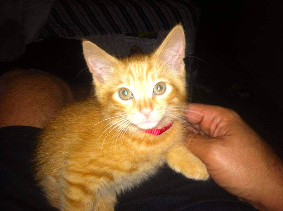 Jeffery joined the competition — help win amazing prizes! carnivore, cat, claw, comfort, domestic_short_haired_cat, fawn, felidae, foot, fur, gesture, nail, paw, peach, sitting, small_to_medium_sized_cats, snout, tail, whiskers, window