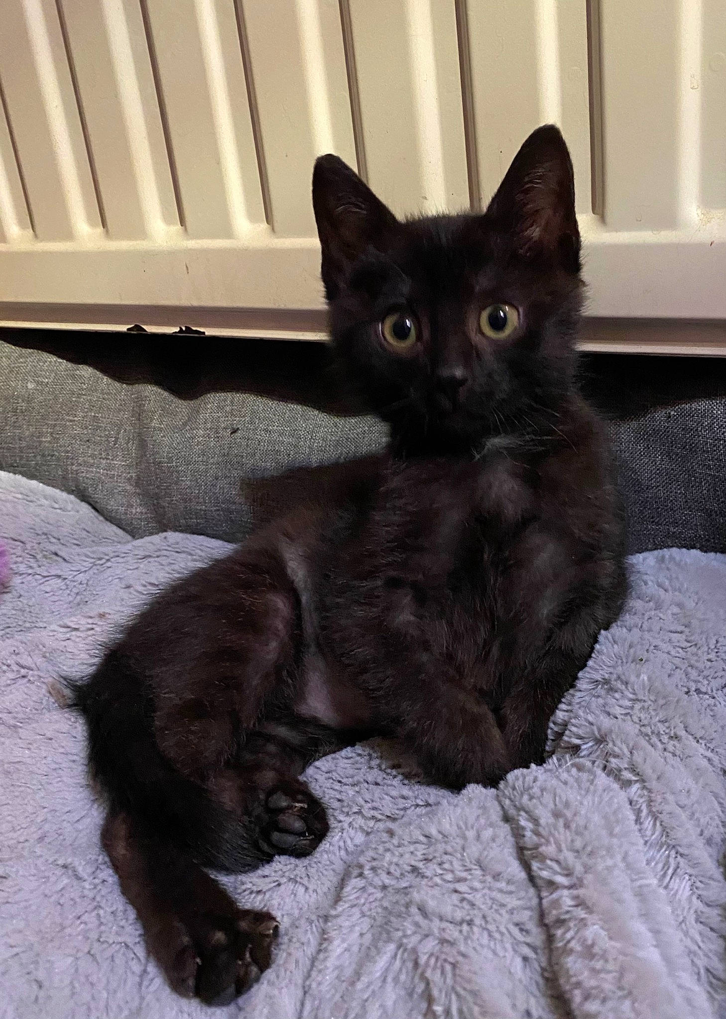 Scratch participe au concours pour gagner de l'argent avec cette photo : black_cat, bombay, carnivore, cat, cat_supply, claw, comfort, domestic_short_haired_cat, eye, fawn, felidae, fur, grey, havana_brown, paw, small_to_medium_sized_cats, snout, tail, terrestrial_animal, whiskers