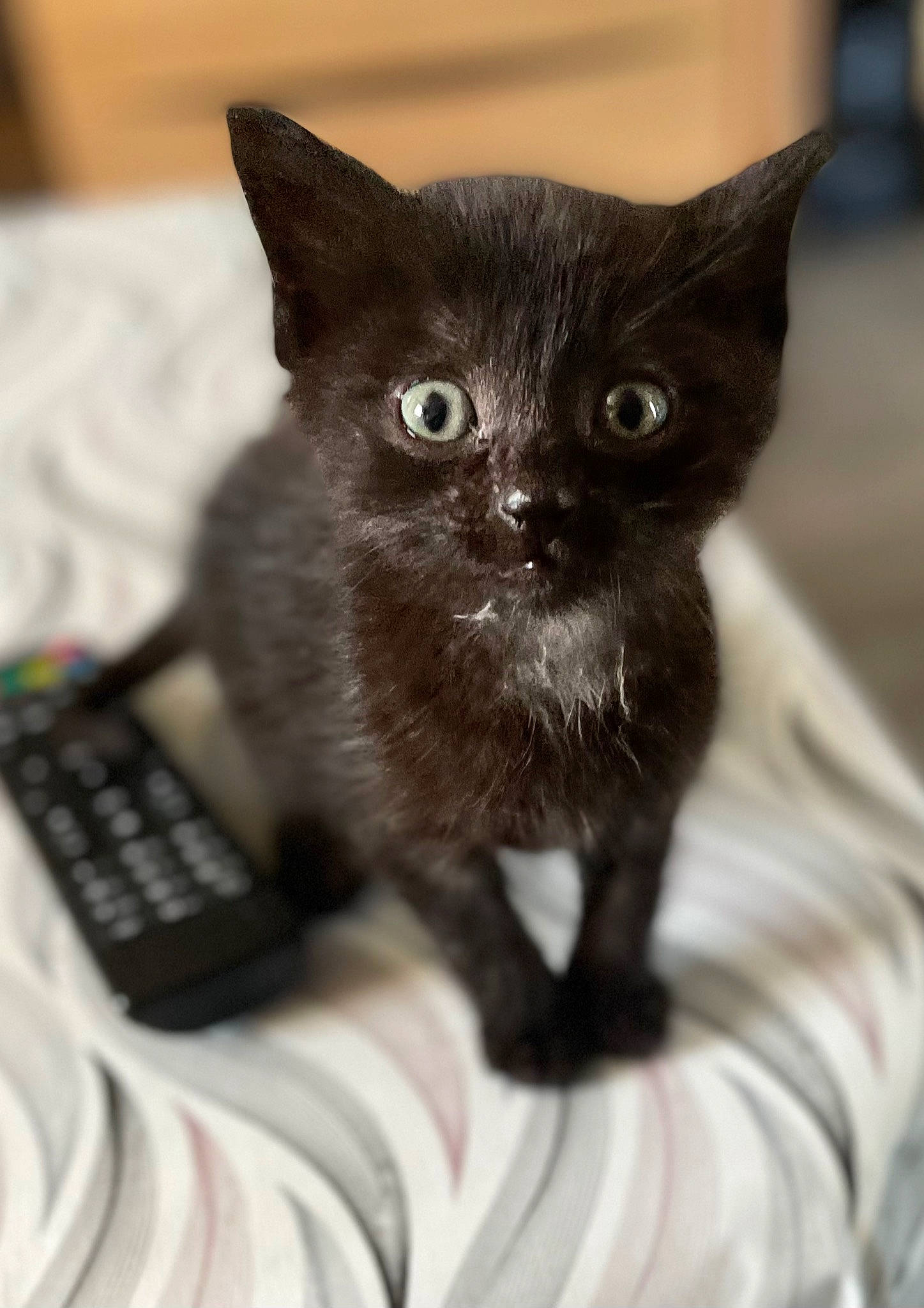 Scratch participe au concours pour gagner de l'argent avec cette photo : black_cat, carnivore, cat, claw, comfort, domestic_short_haired_cat, ear, felidae, fur, grey, iris, monochrome, monochrome_photography, paw, remote_control, small_to_medium_sized_cats, snout, terrestrial_animal, whiskers