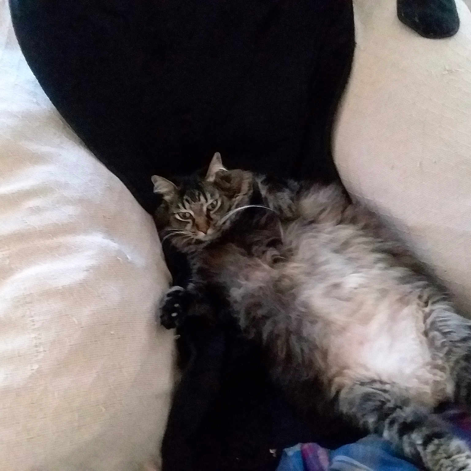 Smokey joined the competition — help win amazing prizes! canidae, carnivore, cat, claw, domestic_long_haired_cat, european_shorthair, felidae, fur, kitten, nap, norwegian_forest_cat, paw, polydactyl_cat, small_to_medium_sized_cats, tail, whiskers