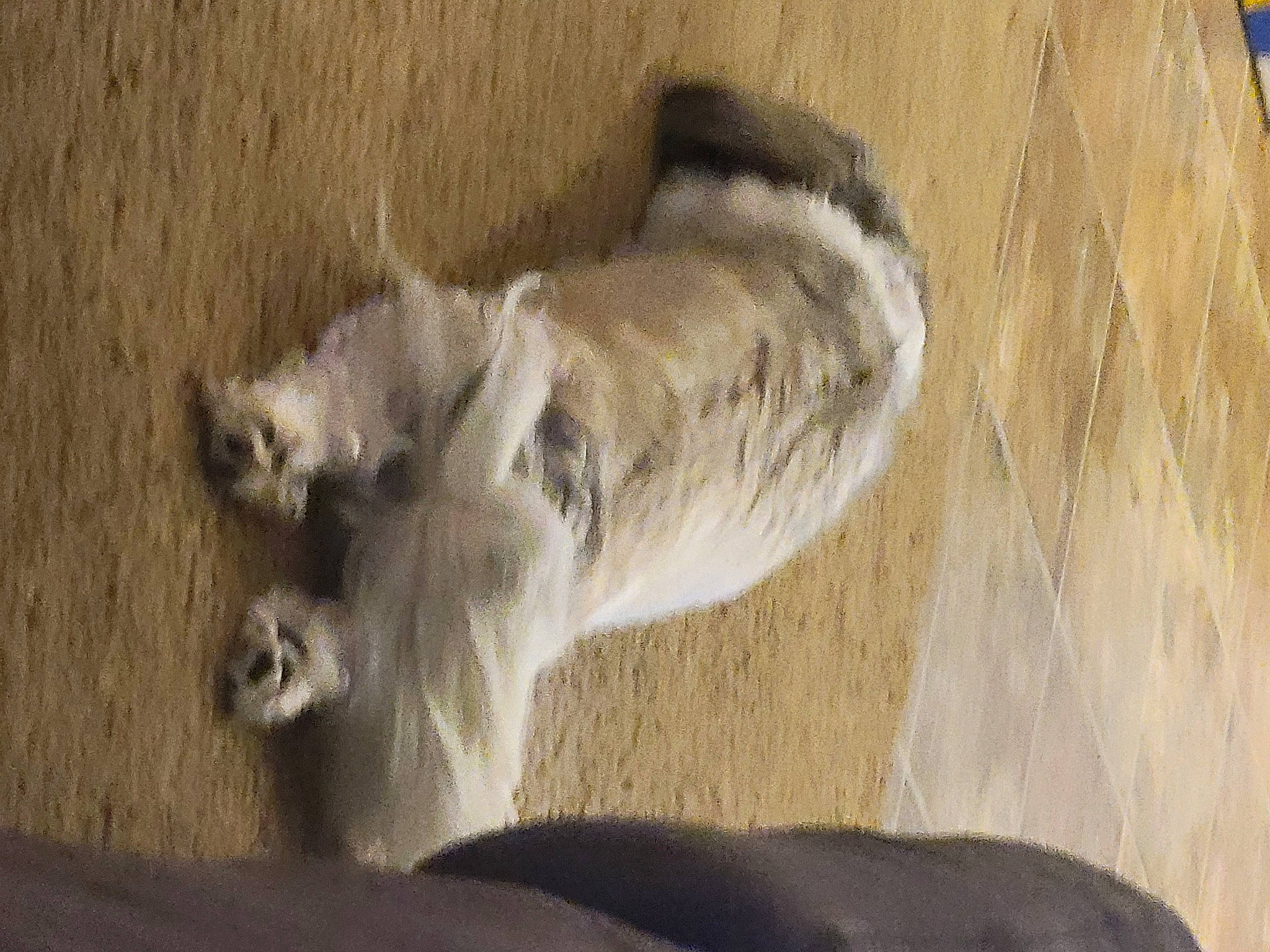 Cooper is registered to the contest to win money with this photo: canidae, carnivore, cat, claw, comfort, companion_dog, dog_breed, felidae, flooring, fur, grey, hardwood, paw, small_to_medium_sized_cats, snout, sporting_group, tail, terrestrial_animal, whiskers, wood