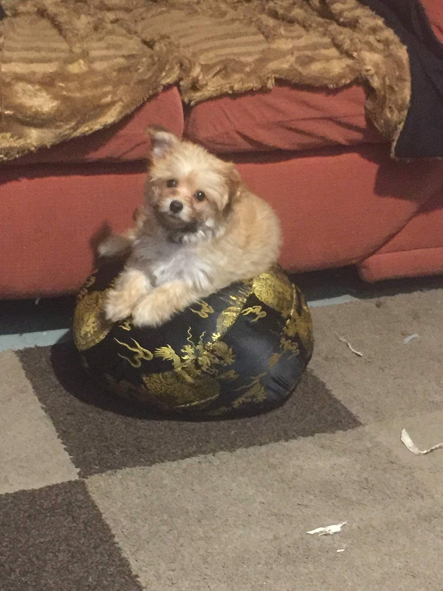 Shadow joined the competition — help win amazing prizes! asphalt, carnivore, companion_dog, dog, dog_breed, dog_clothes, dog_supply, fawn, flooring, fur, mammal, pet_supply, road_surface, schnauzer, small_terrier, snout, tail, terrier, toy_dog, working_animal