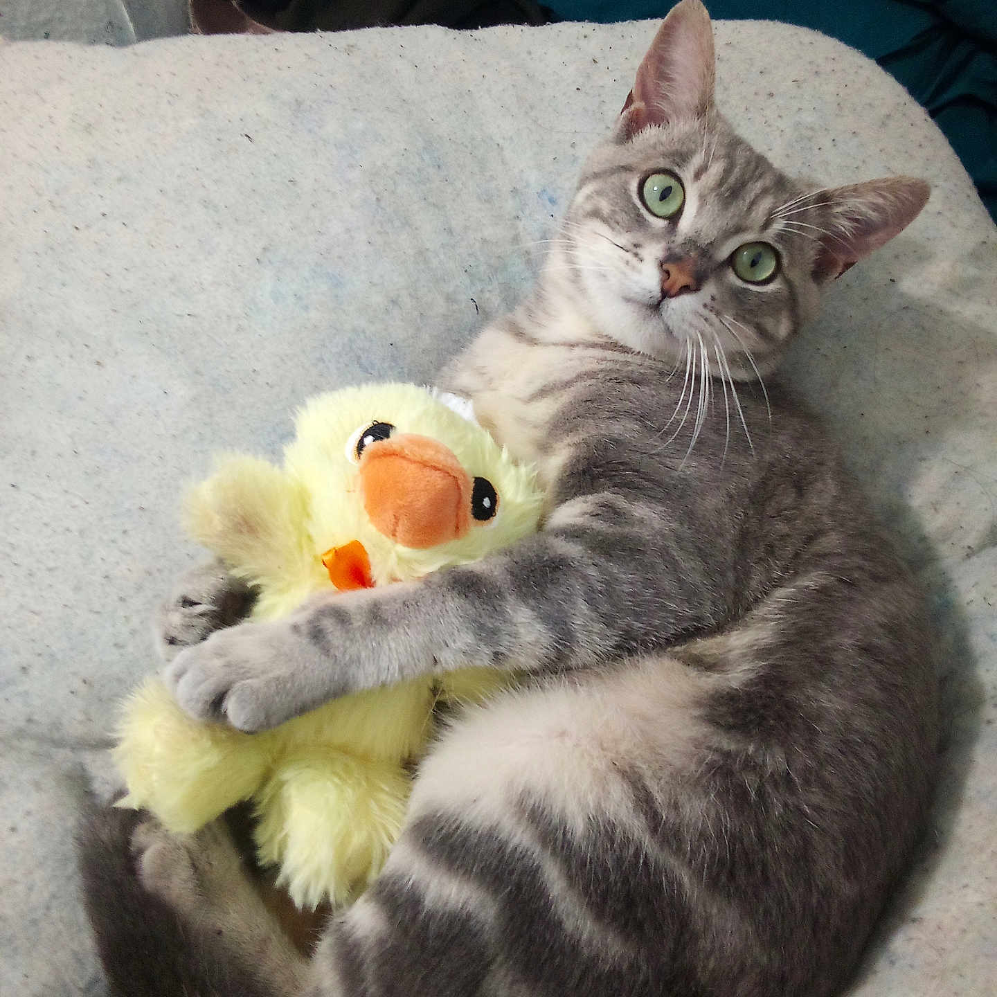 Bun Bun joined the competition — help win amazing prizes! abyssinian, animal, bed, blanket, cat, couch, cushion, face, furniture, head, homedecor, kitten, manx, person, pet, photography, plush, portrait, sleeping, toy