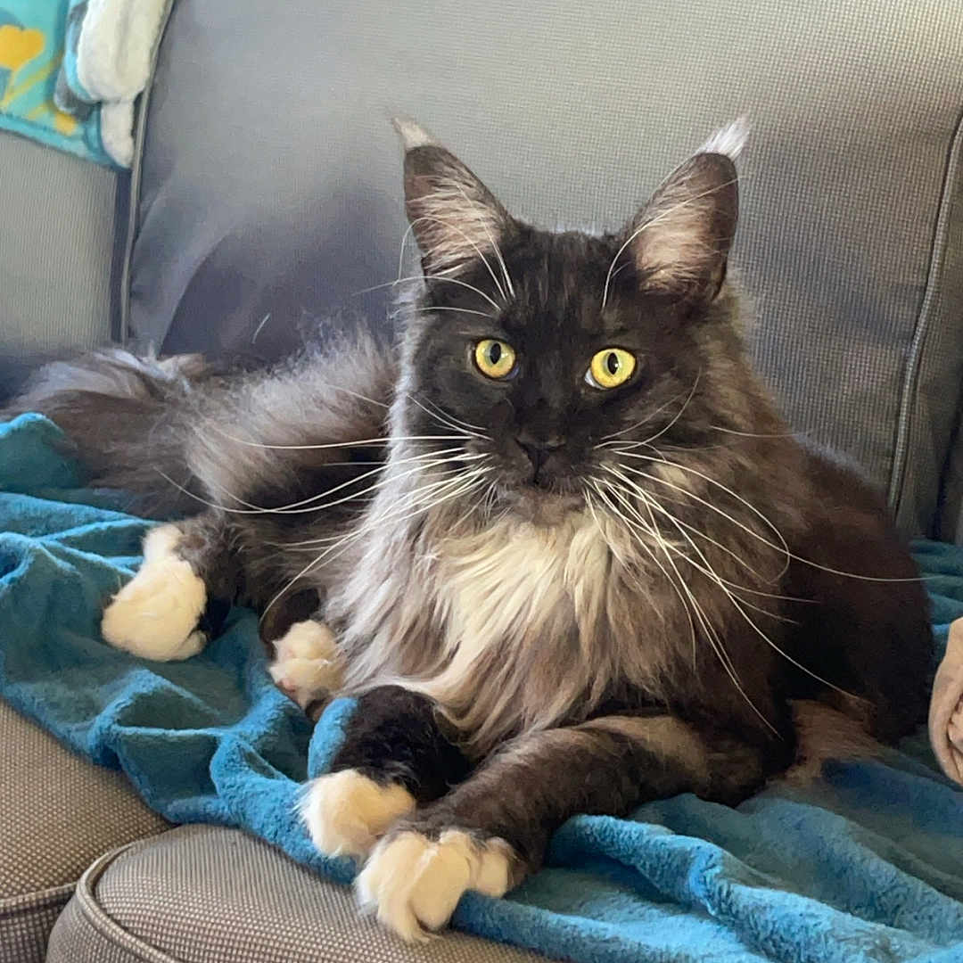 Duchesse a rejoint le concours — aidez-le/la à gagner de superbes lots ! animal, architecture, armchair, blanket, building, cat, chair, couch, cushion, furniture, homedecor, indoors, interiordesign, kitten, linen, livingroom, manx, pet, pillow, room