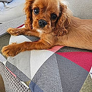 Aaron a rejoint le concours — aidez-le/la à gagner de superbes lots ! puppy, dog, brown, couch, cushion, close_up, pet, indoor, cute, fur, animal, laying, relaxed, furniture, home, looking, young, ears, nose, whiskers