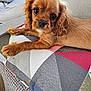 puppy, dog, brown, couch, cushion, close_up, pet, indoor, cute, fur, animal, laying, relaxed, furniture, home, looking, young, ears, nose, whiskers