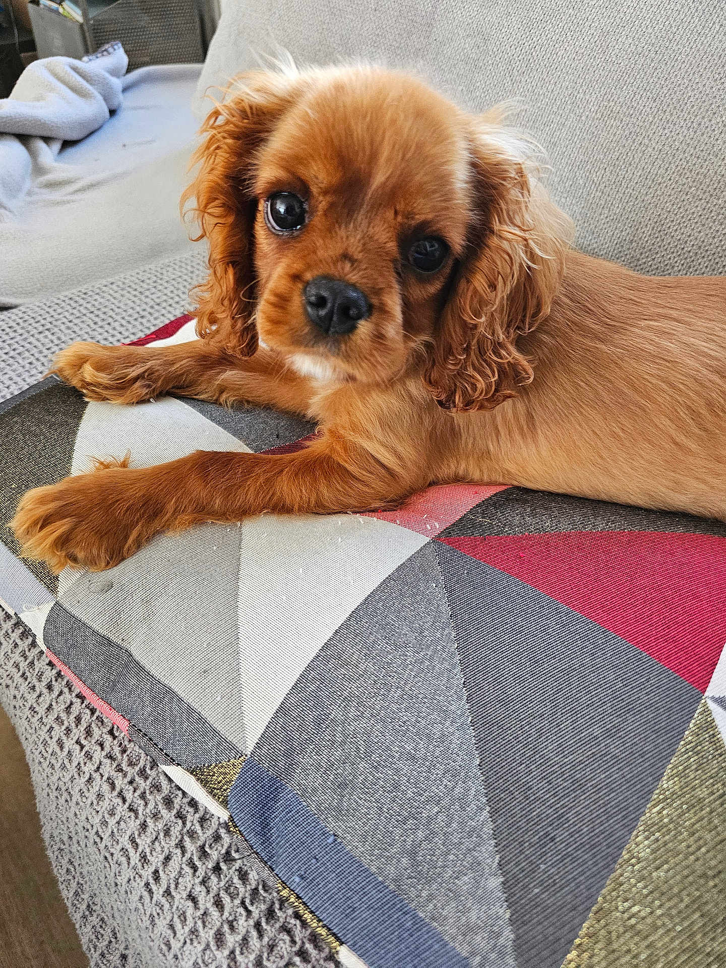 Aaron a rejoint le concours — aidez-le/la à gagner de superbes lots ! puppy, dog, brown, couch, cushion, close_up, pet, indoor, cute, fur, animal, laying, relaxed, furniture, home, looking, young, ears, nose, whiskers