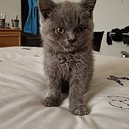 Shadow joined the competition — help win amazing prizes! kitten, gray_cat, pet, animal, bed, indoor, fur, cute, small, young, whiskers, ears, paws, curious, domestic_cat, feline, household, soft, close_up, portrait