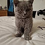 kitten, gray_cat, pet, animal, bed, indoor, fur, cute, small, young, whiskers, ears, paws, curious, domestic_cat, feline, household, soft, close_up, portrait