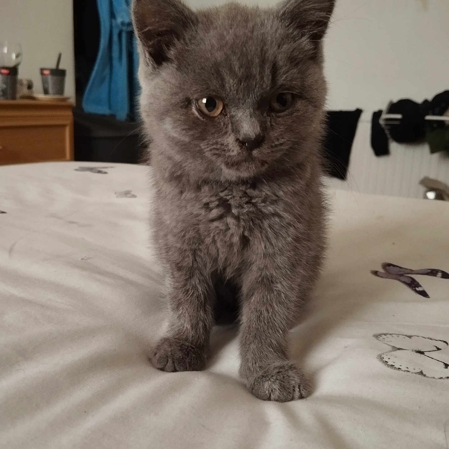 Shadow joined the competition — help win amazing prizes! animal, bed, close_up, curious, cute, domestic_cat, ears, feline, fur, gray_cat, household, indoor, kitten, paws, pet, portrait, small, soft, whiskers, young