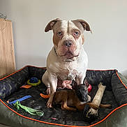 Eminem a rejoint le concours — aidez-le/la à gagner de superbes lots ! animal, black, brown, canine, companionship, cute, dog, dog_bed, floor, friendship, furniture, home, indoor, pet, playful, puppy, relaxed, resting, toy, white