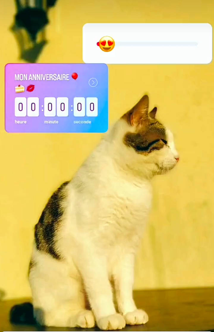 Nala a rejoint le concours — aidez-le/la à gagner de superbes lots ! advertising, art, carnivore, cat, domestic_short_haired_cat, felidae, flooring, font, fur, paw, pet_supply, photo_caption, rectangle, small_to_medium_sized_cats, snout, tail, terrestrial_animal, whiskers, wildlife