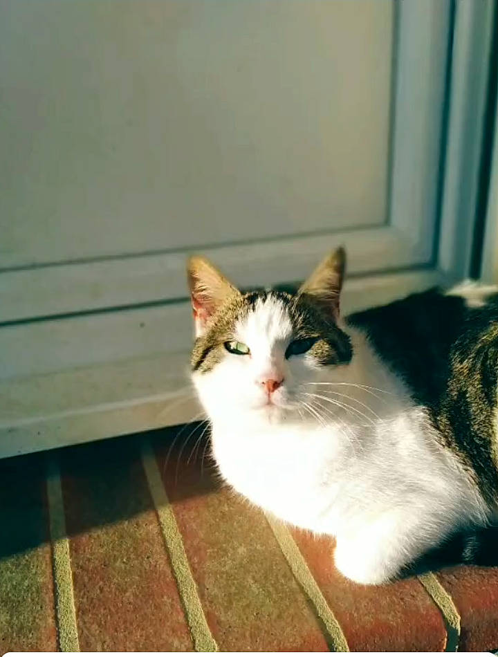 Nala participe au concours pour gagner de l'argent avec cette photo : art, carnivore, cat, domestic_short_haired_cat, felidae, flooring, fur, hardwood, paw, rectangle, small_to_medium_sized_cats, snout, tail, whiskers, window, wood