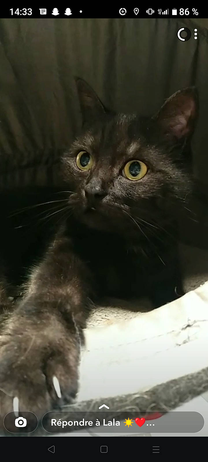 Princesse a rejoint le concours — aidez-le/la à gagner de superbes lots ! black_cat, carnivore, cat, claw, domestic_short_haired_cat, eye, felidae, fur, small_to_medium_sized_cats, terrestrial_animal, whiskers, window