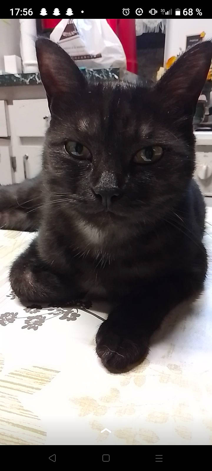 Princesse participe au concours pour gagner de l'argent avec cette photo : black_cat, bombay, carnivore, cat, claw, domestic_short_haired_cat, felidae, fur, monochrome_photography, paw, small_to_medium_sized_cats, snout, tail, terrestrial_animal, whiskers, window