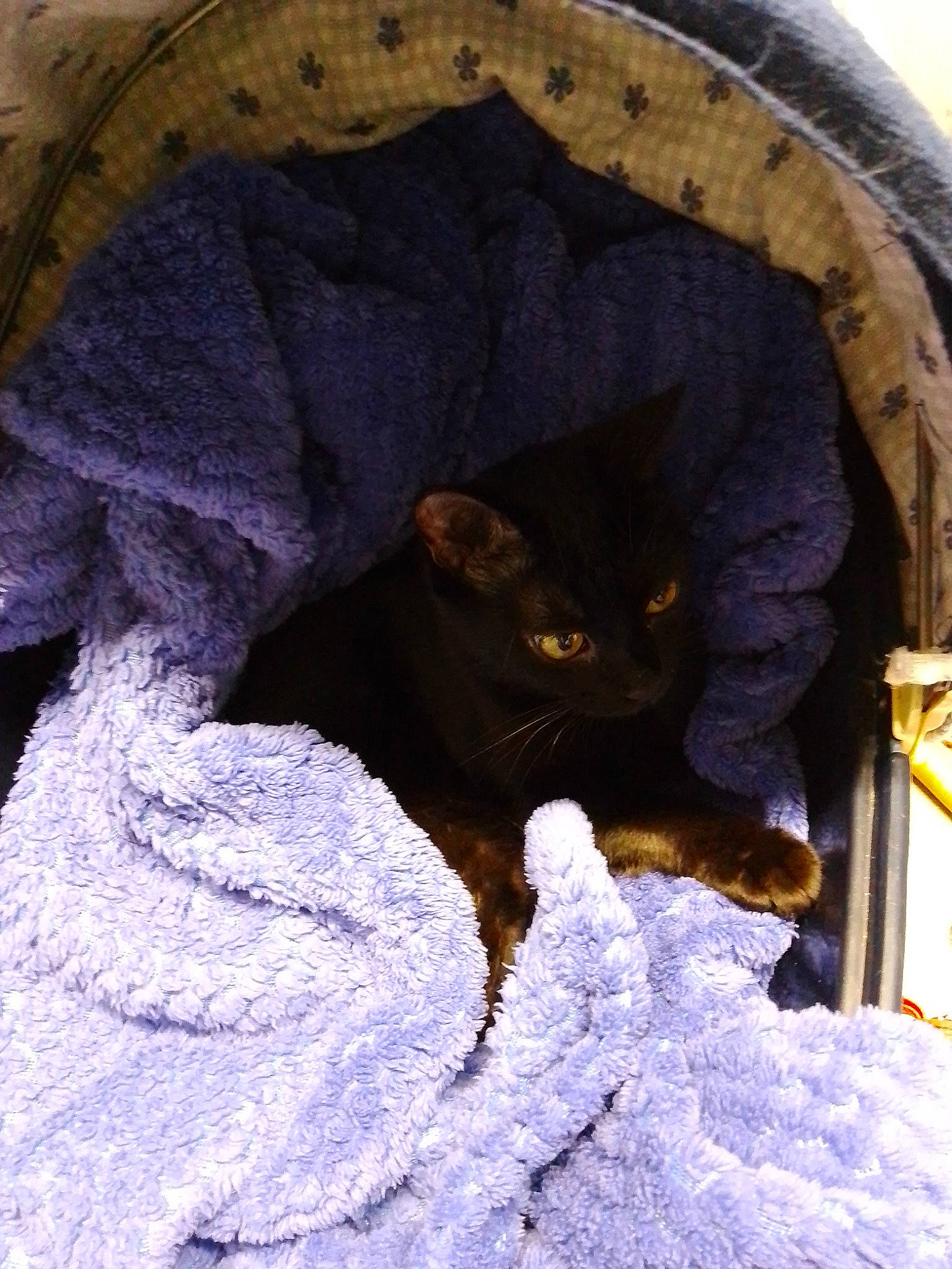 Bibiche a rejoint le concours — aidez-le/la à gagner de superbes lots ! arch, art, automotive_tire, carnivore, cat, circle, comfort, domestic_short_haired_cat, electric_blue, felidae, fur, hat, purple, sleeve, small_to_medium_sized_cats, tail, whiskers, window, winter